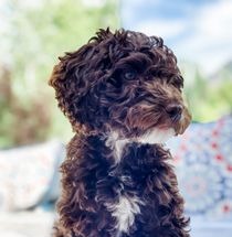 Poodle mix dog uses maxxiomega oil for dogs for heatlhy skin and shiny coat