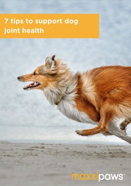 maxxipaws free brochure with 7 Tips to Support Dog Joint Health