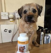 maxxicalm non drowsy calming tablets for dogs are working for Ted the dog