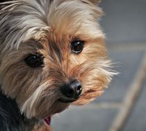 Small dog coping better with thunderstorm when using maxxicalm calming aid for dogs