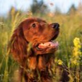 Irish Setters with beautiful soft shiny coat thanks to maxxiomega omega for dogs