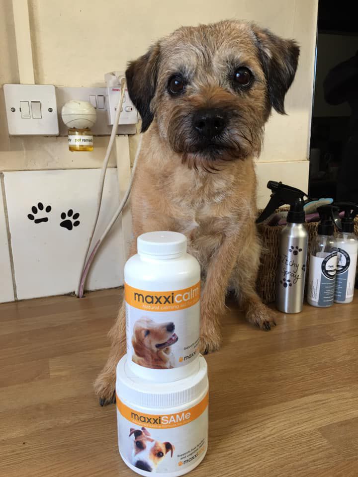 Ted small dog using maxxiSAMe for dogs and maxxicalm canine calming aid