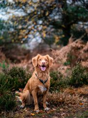 Smiling dog using maxxiSAMe SAM-e formula from dogs