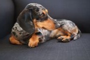 Dachshund with seizures uses maxxiSAMe to keep liver enzymes down 