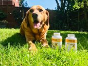 Duke is a 10 years old Labrador loves the taste of maxxiflex+ joint supplement for dogs