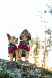 Two happy dogs using maxxidigest+ probiotics for dogs