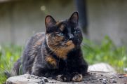 Tortie cat, Callie using maxxiUtract feline urinary and bladder support to prevent UTI recurrance 