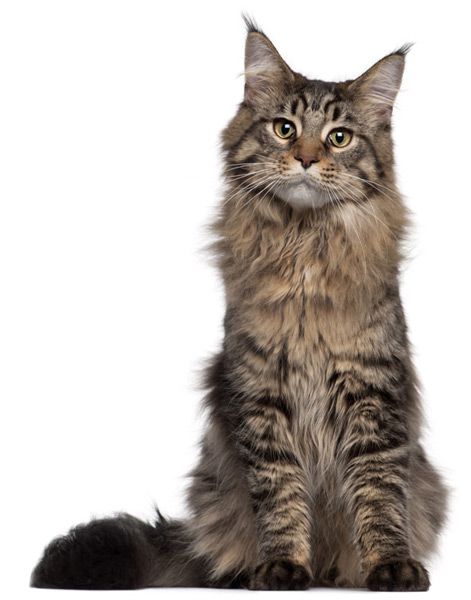 maxxiUtract for cats with urinary tract infection 