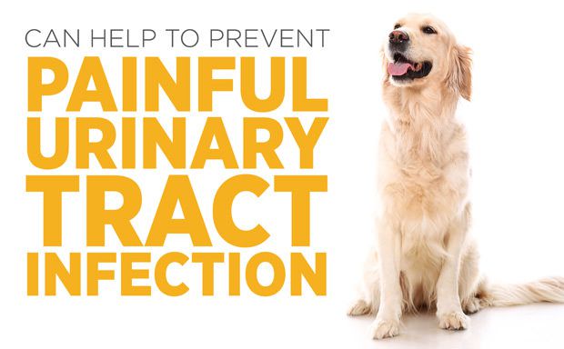 Smiling sitting golden retreiver using maxxiUtract for dogs to prevent painful UTI 