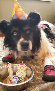 18 year old border collie dog using maxxiSAMe for canine cognitive dysfunction