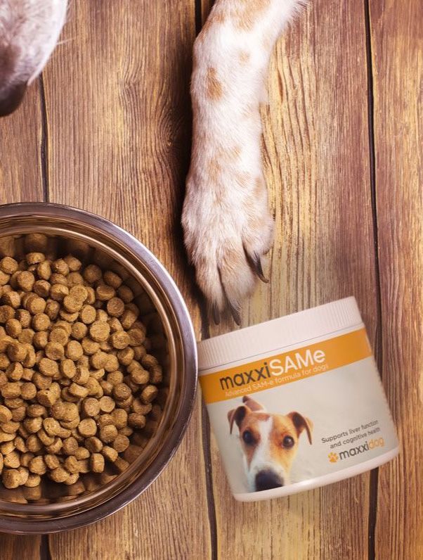 Dog eating food with maxxiSAMe liver support for dogs