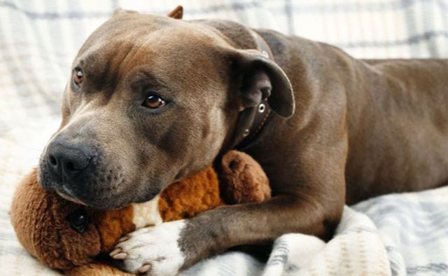 Staffie with dog dementia hugging his favorite toy