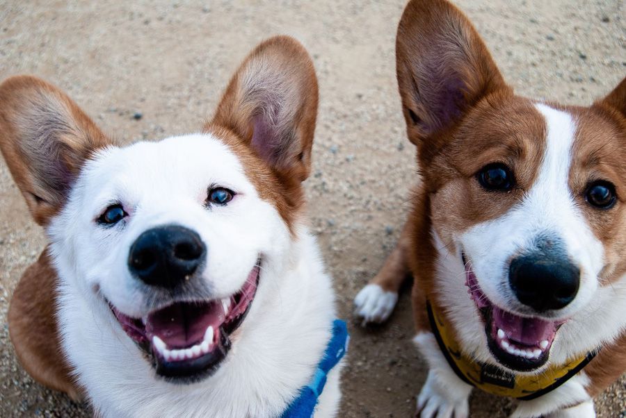 Happy smiling corgis with canine dementia on maxxiSAMe cognitive function support for dogs