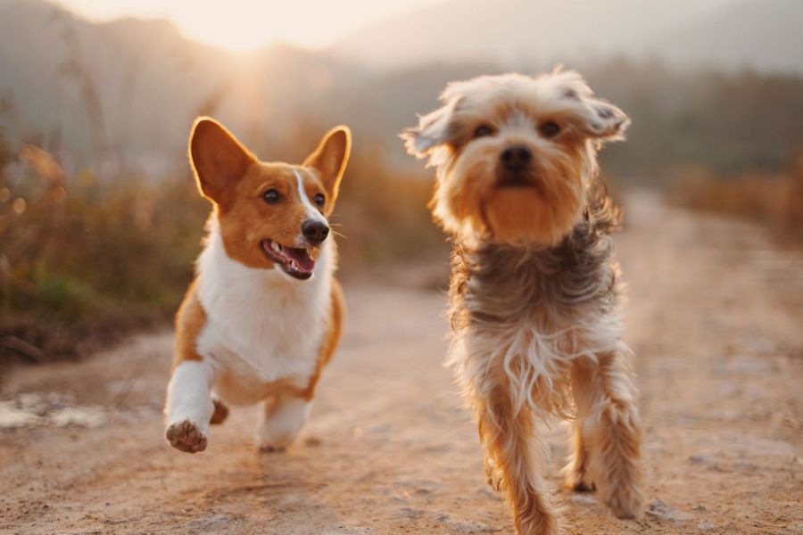 Two happy running dogs with healthy joints using maxxiflex+ joint support for dogs