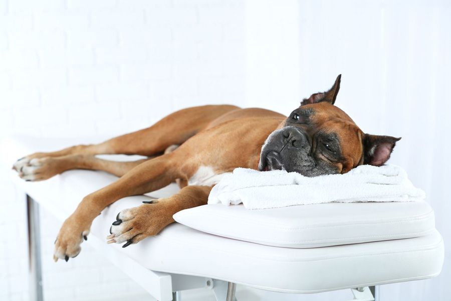 Boxer with dog arthritis lying down on bench waiting for Vet recommending maxxiflex+ dog joint supplement