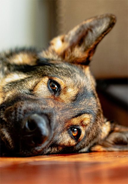 Anxious german shephard needs maxxicalm calming tablets from maxxipaws