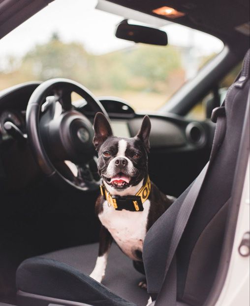 Calm french bulldog loves car journeys