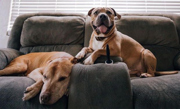 Two dogs using maxxicalm calming aid happy to stay with dog sitter 