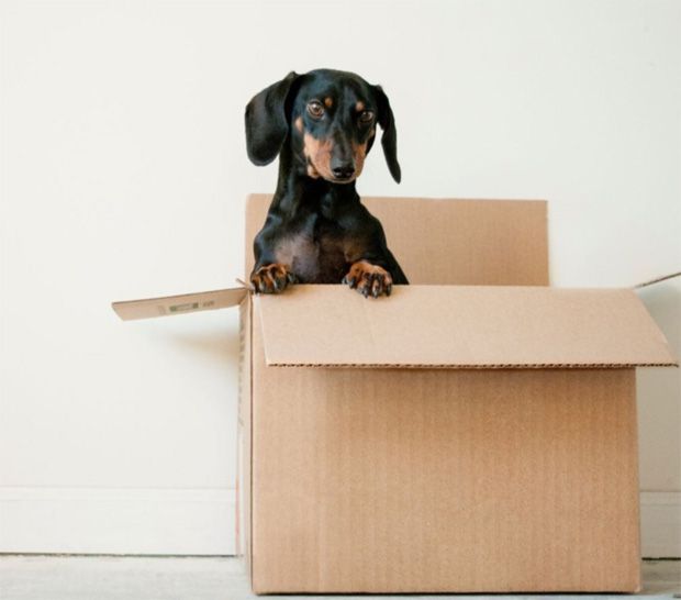 Stressed dog in moving house packing box