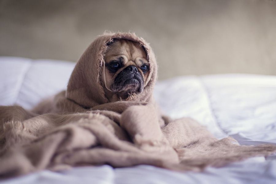 Dog afraid of lightings and thunderstorm being comforted and using maxxicalm calming tablets for dogs to stop shaking