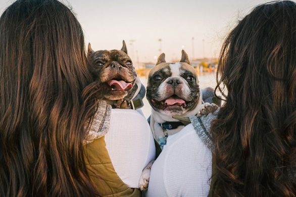 Calm happy dogs with dog sitters