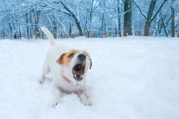 Small aggressive dog barking 