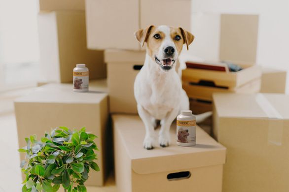 Calm dog moving house with bottles of maxxicalm canine calming supplement