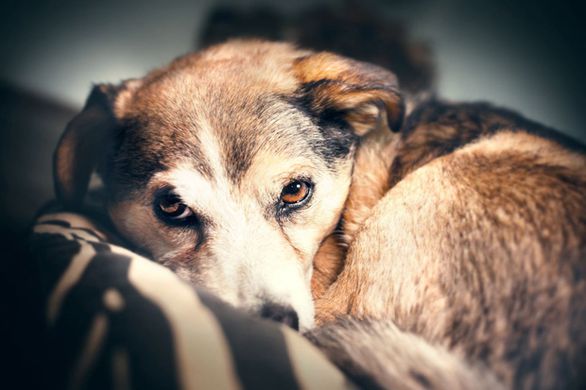 Dog afraid of loud noises like fireworks and thunderstorms