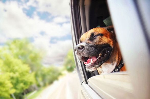 Dog with his head out of the window as maxxicalm calming aid helped to calm his car anxiety