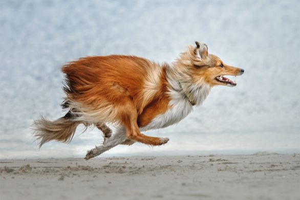 Hyper Collie dog running really fast