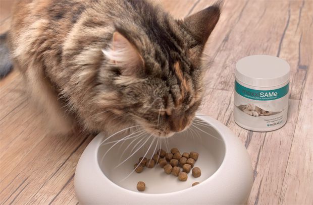 Cat with liver disease eating food with maxxiSAMe liver supplement for cats from maxxipaws