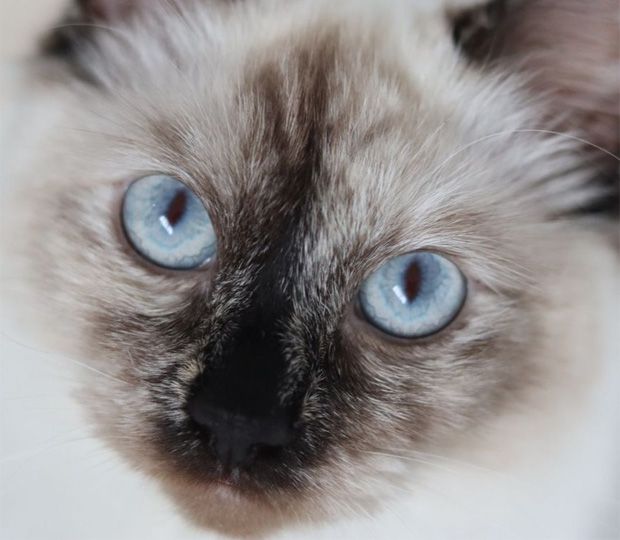 Cat with beautiful blue eyes