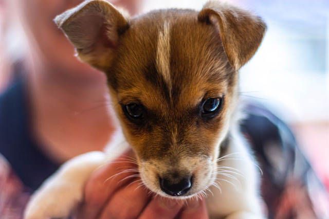 Person holding small cute puppy