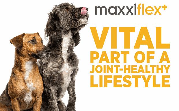 maxxiflex+ dog joint supplement aids stiff joints, supports joint structure and promotes mobility