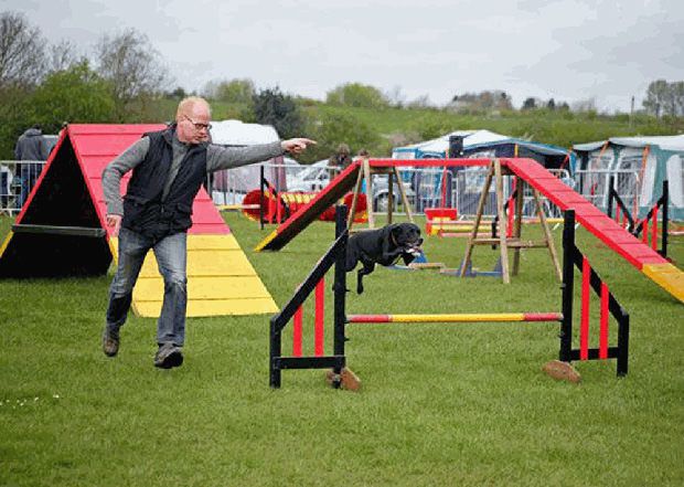 Tess maxxidog competing in dog agility