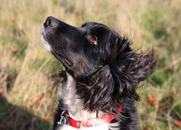 Beautiful rescue dog with wind in her hair