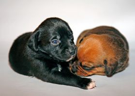 Two beautiful puppies cuddling together