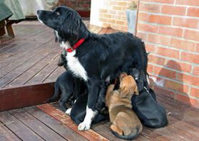 Young mum feeding eight puppies