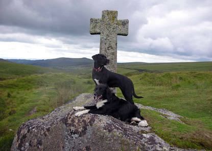 Mother and puppy dog out in nature