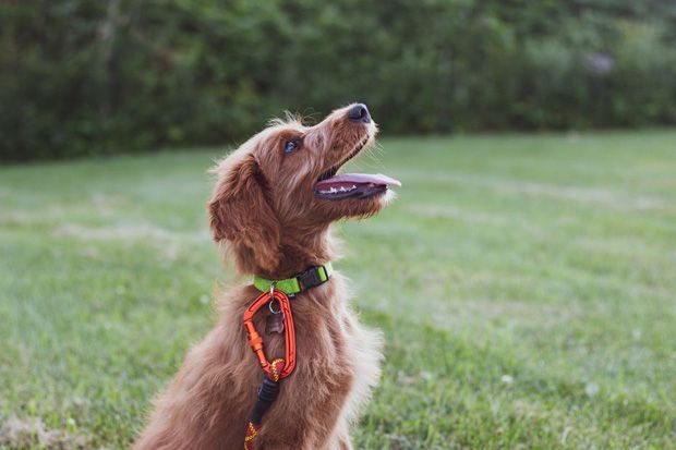 Calm dog in training