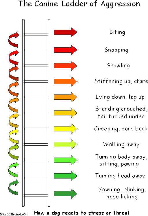 Canine ladder of aggression explained