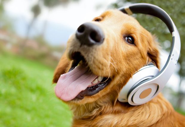 Dog afraid of fireworks wearing headphones to reduce loud noises