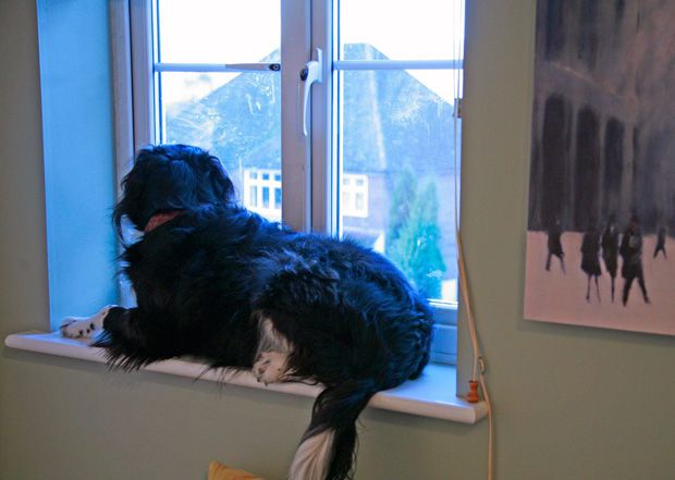 Calm dog watching fireworks