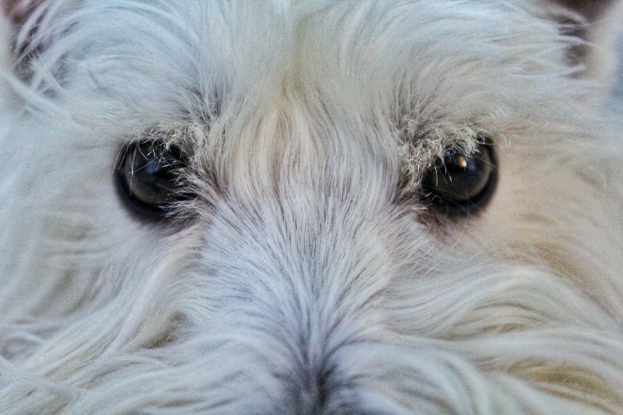 West Highland White Terrier are prone to dog allergies