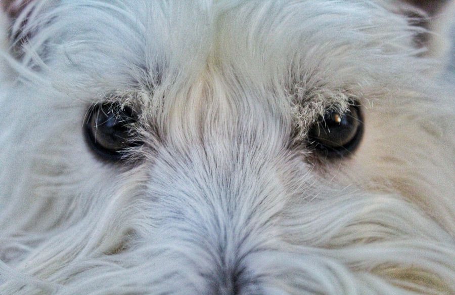 West Highland White Terrier are prone dog dog allergies