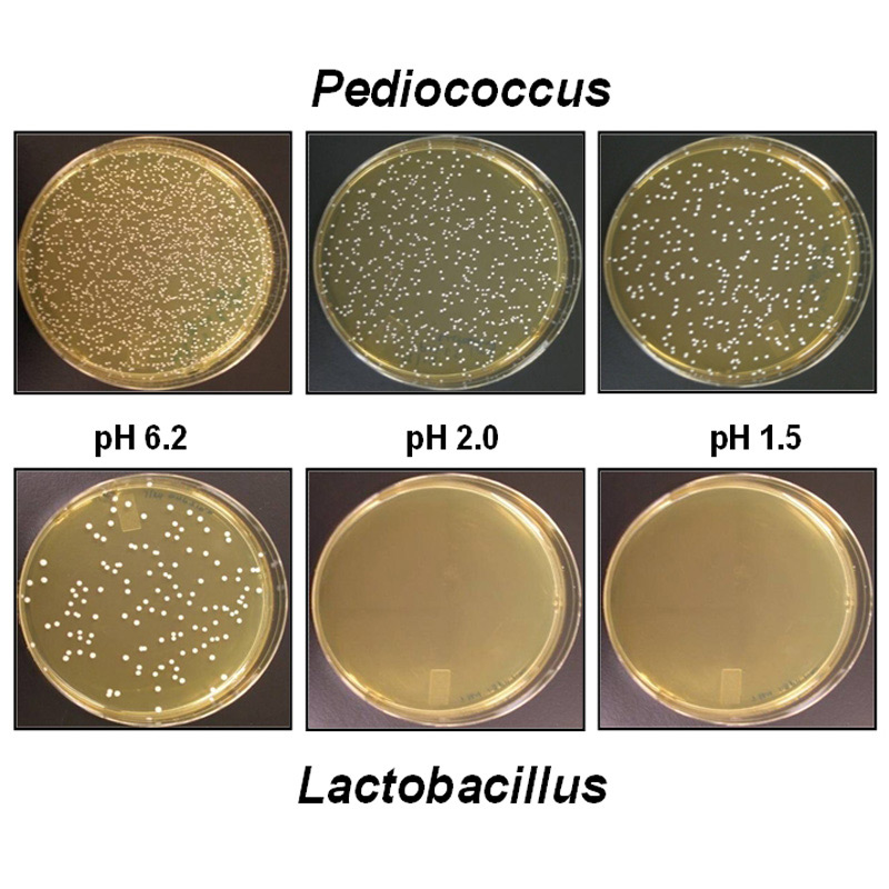 maxxidigest+ canine probiotics proven to work