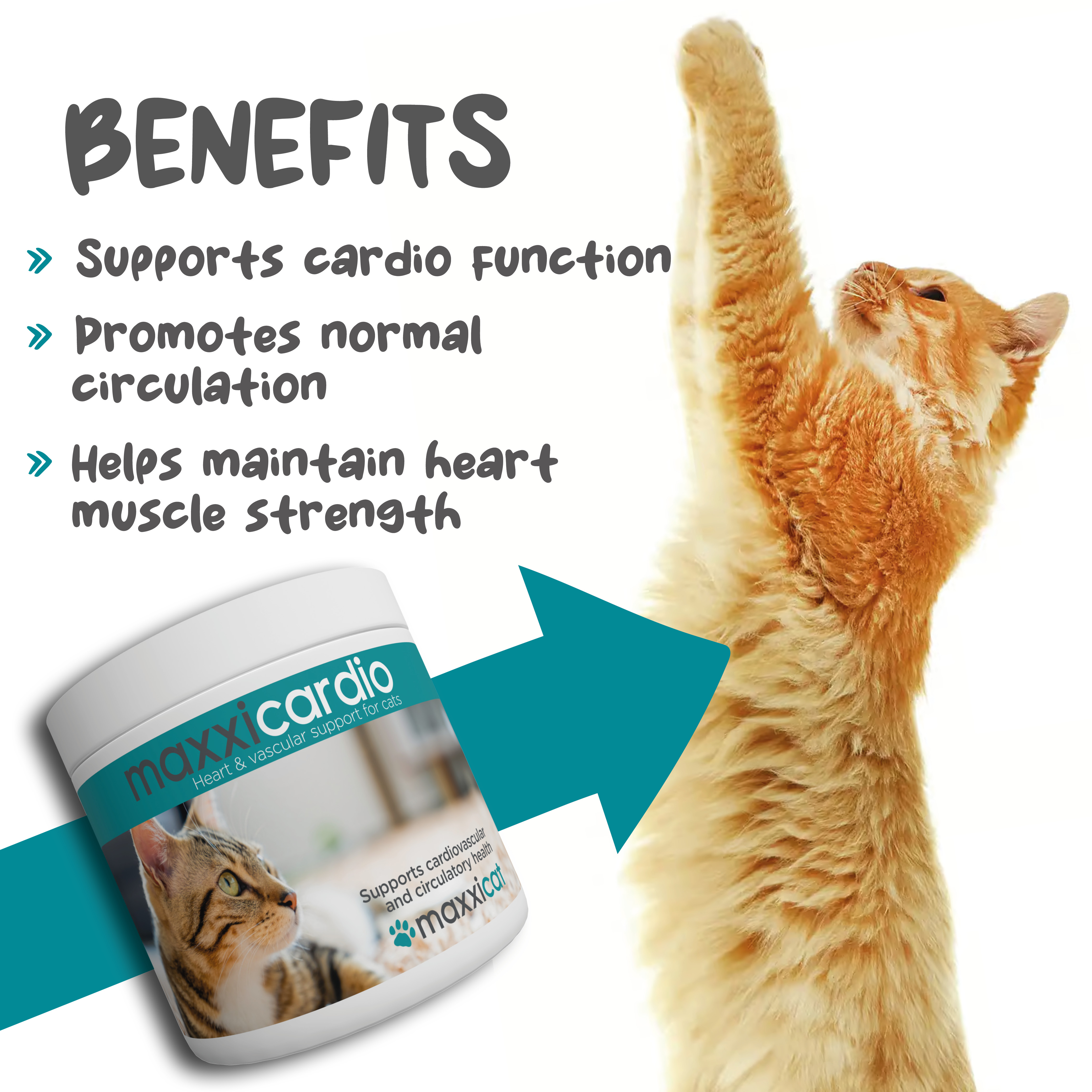 maxxicardio heart supplement for cats