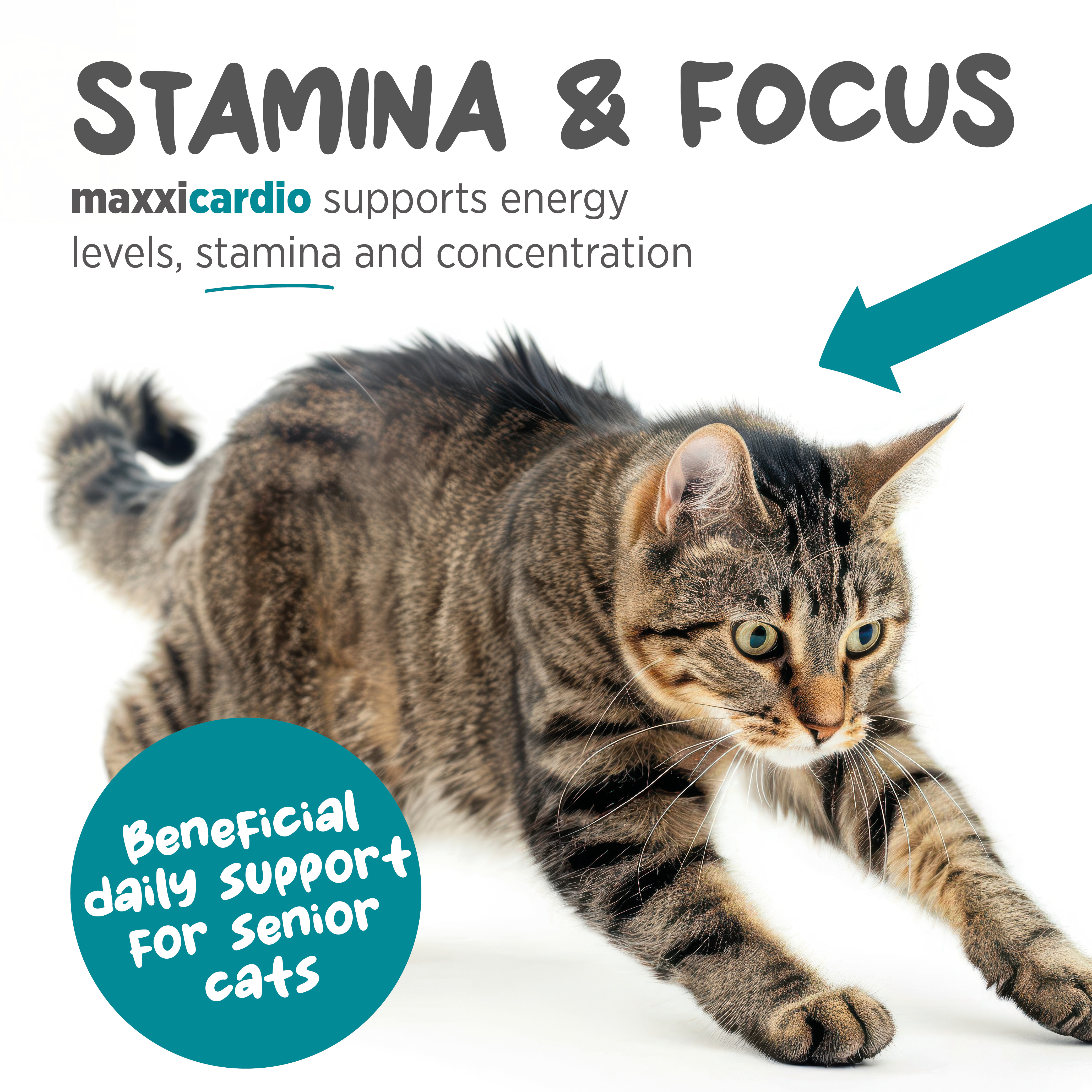 maxxicardio feline heart support