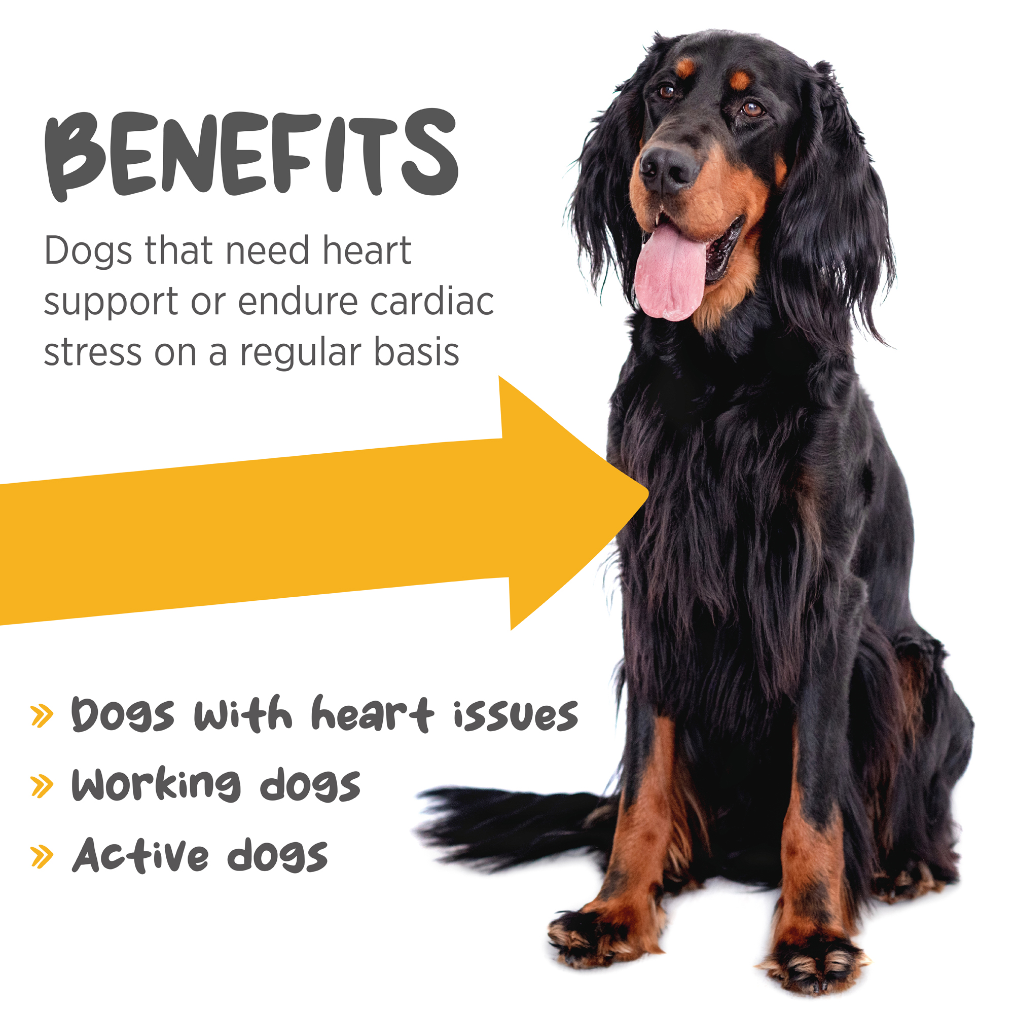 maxxicardio benefits for dogs heart