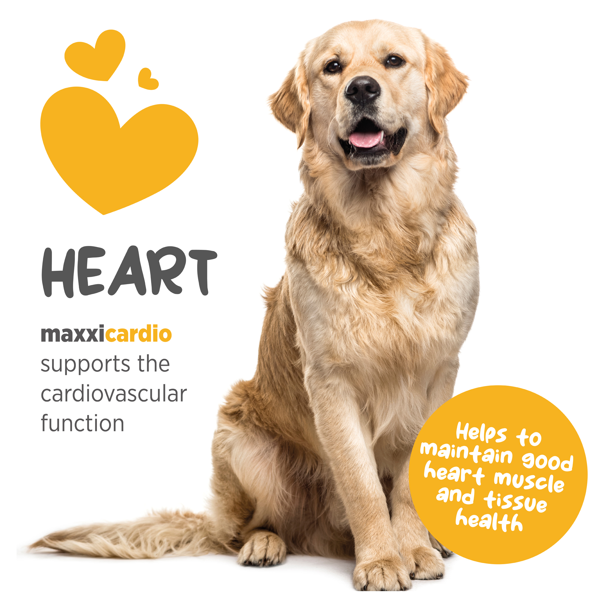 maxxicardio canine heart supplement